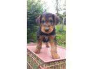 Airedale Terrier Puppy for sale in Andersonville, TN, USA