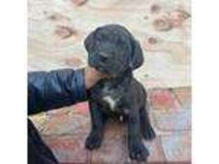 Cane Corso Puppy for sale in Newark, DE, USA