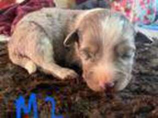 Miniature Australian Shepherd Puppy for sale in San Bernardino, CA, USA