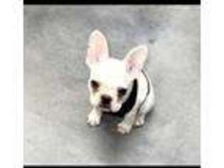 French Bulldog Puppy for sale in Venus, TX, USA