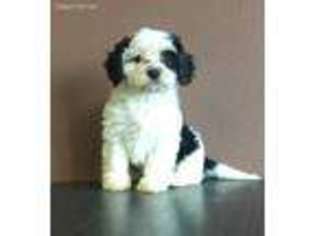 Cavachon Puppy for sale in Knoxville, IA, USA