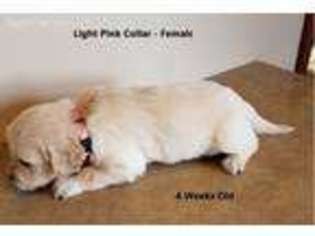 Golden Retriever Puppy for sale in Keystone, IA, USA