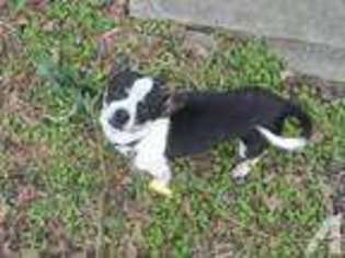 Bulldog Puppy for sale in DAHLONEGA, GA, USA