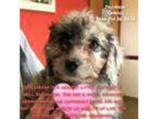 Cavapoo Puppy for sale in Jonestown, PA, USA