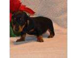 Dachshund Puppy for sale in Versailles, MO, USA