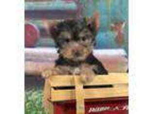 Yorkshire Terrier Puppy for sale in Adamsville, TN, USA