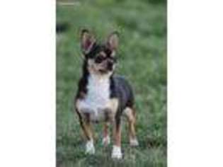 Chihuahua Puppy for sale in Meridian, ID, USA