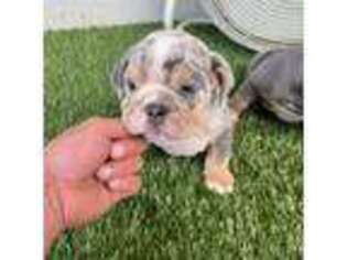 Bulldog Puppy for sale in Laton, CA, USA
