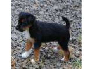 Mutt Puppy for sale in Beavercreek, OR, USA