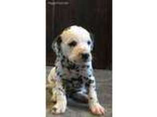 Dalmatian Puppy for sale in New York, NY, USA