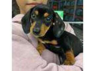 Dachshund Puppy for sale in Pembroke Pines, FL, USA
