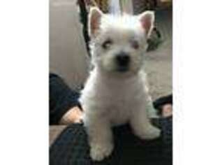 West Highland White Terrier Puppy for sale in Bryan, OH, USA