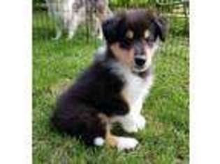Collie Puppy for sale in Villa Grove, IL, USA