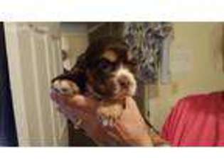 Cocker Spaniel Puppy for sale in Staunton, VA, USA