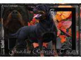 Rottweiler Puppy for sale in Bargersville, IN, USA