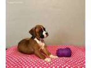 Boxer Puppy for sale in Richmond, VA, USA