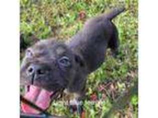 Cane Corso Puppy for sale in Merritt Island, FL, USA