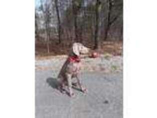 Weimaraner Puppy for sale in Voluntown, CT, USA