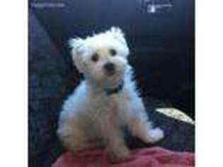 Maltese Puppy for sale in Winchester, OH, USA