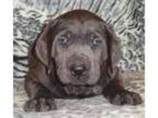 Labrador Retriever Puppy for sale in Pipestone, MN, USA