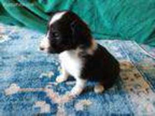 Shetland Sheepdog Puppy for sale in Hays, KS, USA