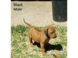 Rhodesian Ridgeback Puppy for sale in Cameron, TX, USA