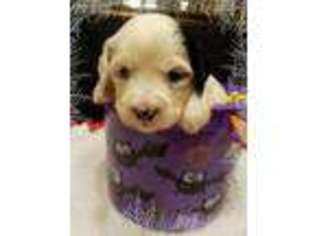 Tibetan Terrier Puppy for sale in Allentown, PA, USA