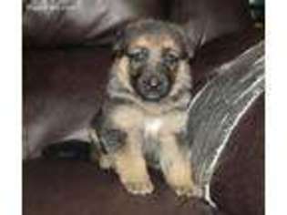 German Shepherd Dog Puppy for sale in Bourbon, MO, USA
