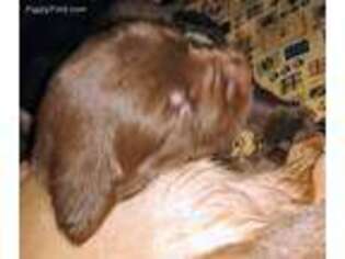Labrador Retriever Puppy for sale in Vail, AZ, USA