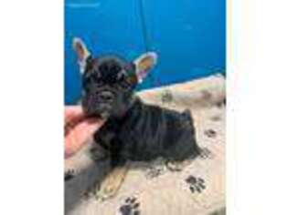 French Bulldog Puppy for sale in Cedar Rapids, IA, USA