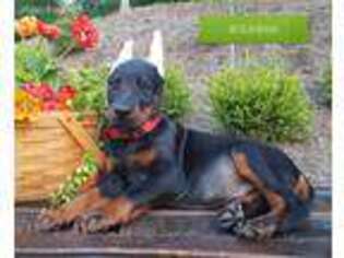 Doberman Pinscher Puppy for sale in Paradise, PA, USA