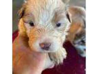Australian Shepherd Puppy for sale in Trenton, NJ, USA