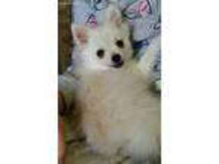 Pomeranian Puppy for sale in Great Falls, MT, USA