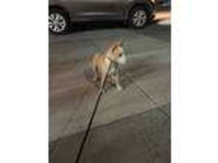 Portuguese Water Dog Puppy for sale in Felton, CA, USA