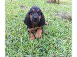 Bloodhound Puppy for sale in Cleveland, TX, USA