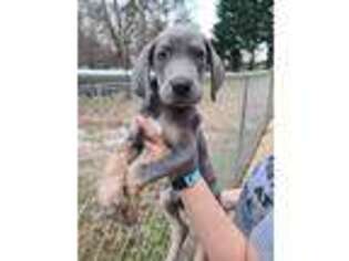 Great Dane Puppy for sale in Harriman, TN, USA