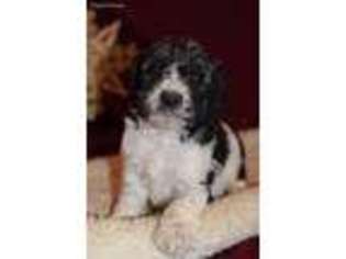 Saint Berdoodle Puppy for sale in Middlebury, IN, USA