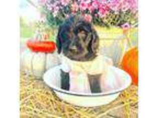 Labradoodle Puppy for sale in Mount Pleasant, IA, USA