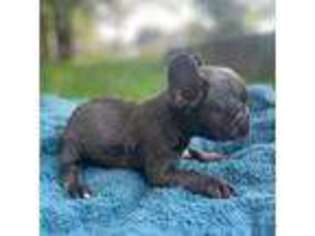 French Bulldog Puppy for sale in Waycross, GA, USA