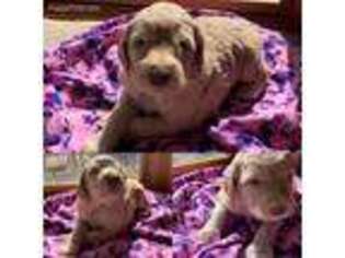 Labradoodle Puppy for sale in Wauseon, OH, USA