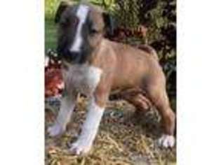 Bull Terrier Puppy for sale in Beckley, WV, USA