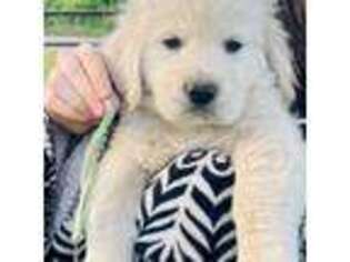 Golden Retriever Puppy for sale in Catoosa, OK, USA