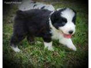 Australian Shepherd Puppy for sale in Oak Hill, FL, USA