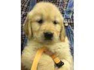 Golden Retriever Puppy for sale in Ozark, IL, USA