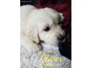 Golden Retriever Puppy for sale in Wyoming, MI, USA