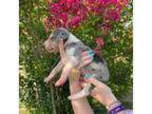 Great Dane Puppy for sale in Mount Vernon, IL, USA