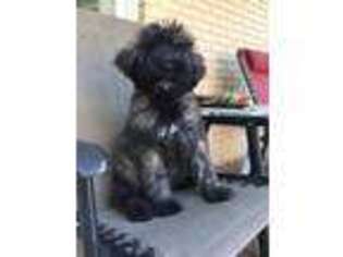 Mutt Puppy for sale in Lancing, TN, USA