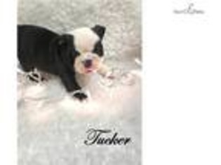 Bulldog Puppy for sale in Hattiesburg, MS, USA