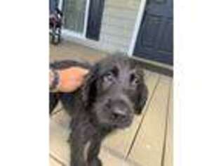 Labradoodle Puppy for sale in Lagrange, GA, USA