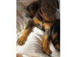 Medium Photo #1 Doberman Pinscher Puppy For Sale in Eagle Lake, FL, USA